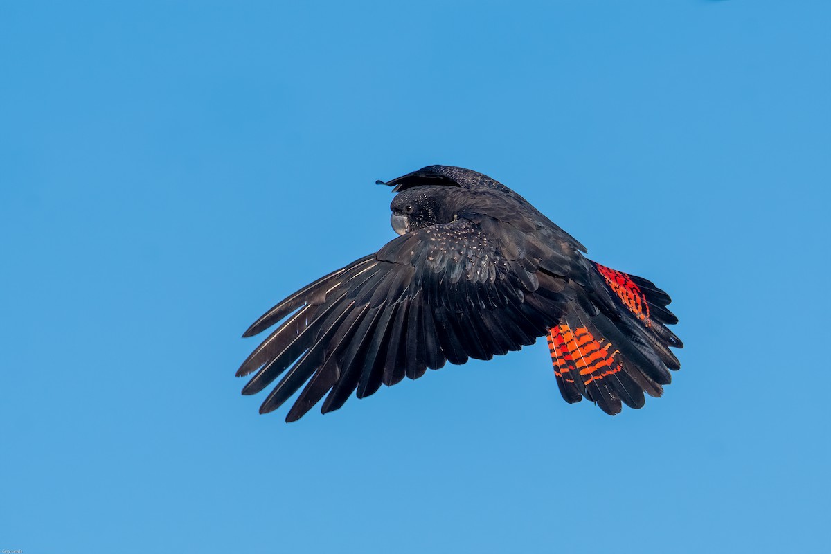 Red-tailed Black-Cockatoo - ML344817301