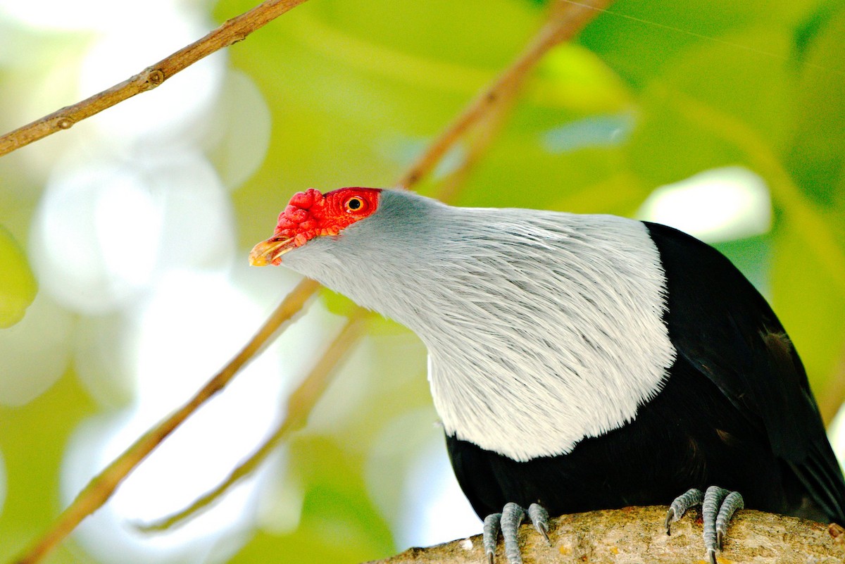 Seychelles Blue-Pigeon - Susan Wellhofer
