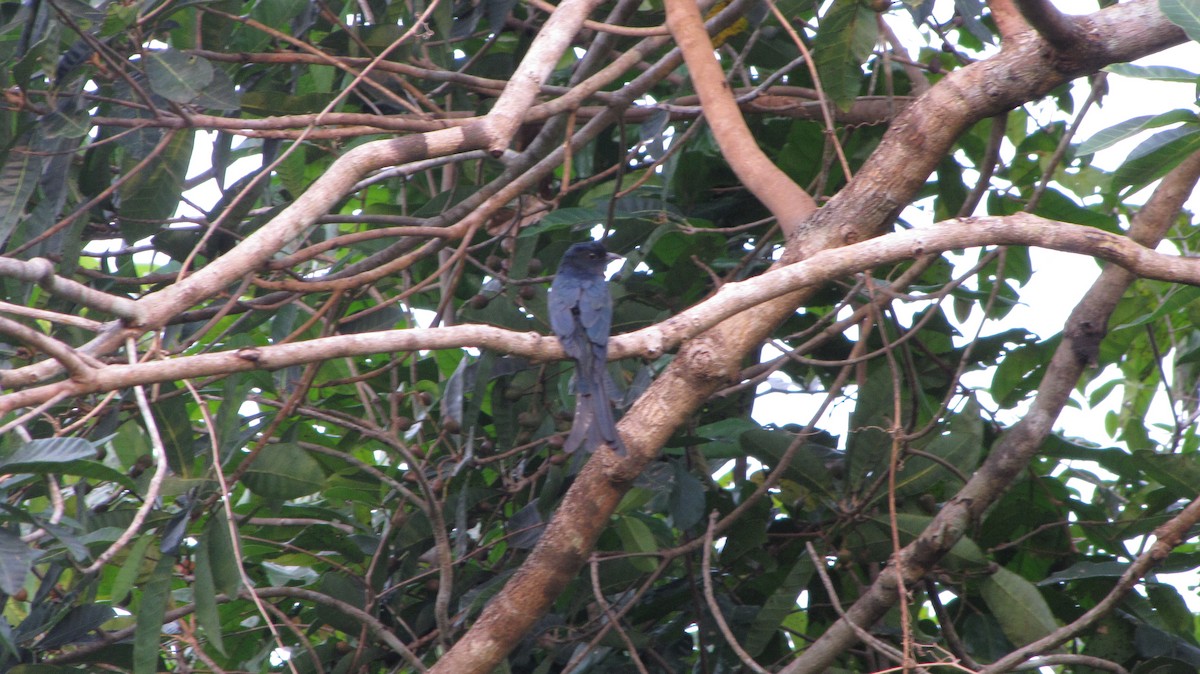 Fork-tailed Drongo-Cuckoo - ML34481951