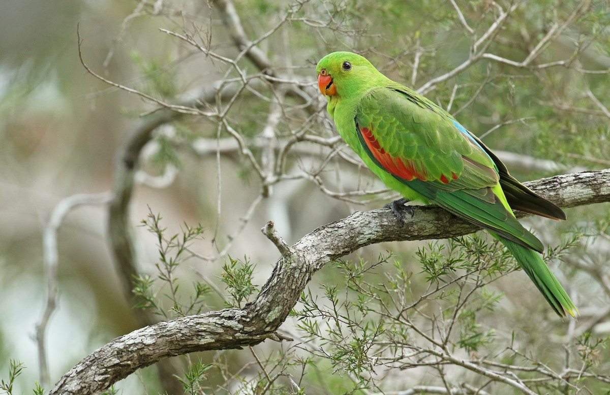 Red-winged Parrot - Luke Seitz