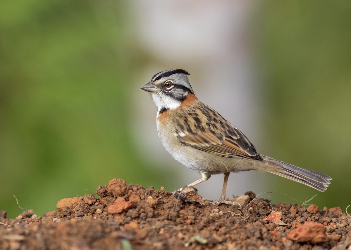 Rufous-collared Sparrow - ML344822001
