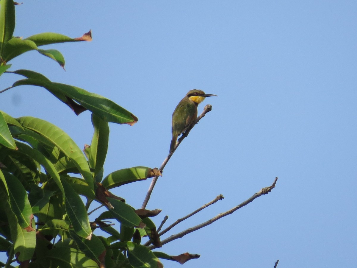 Little Bee-eater - ML344822931