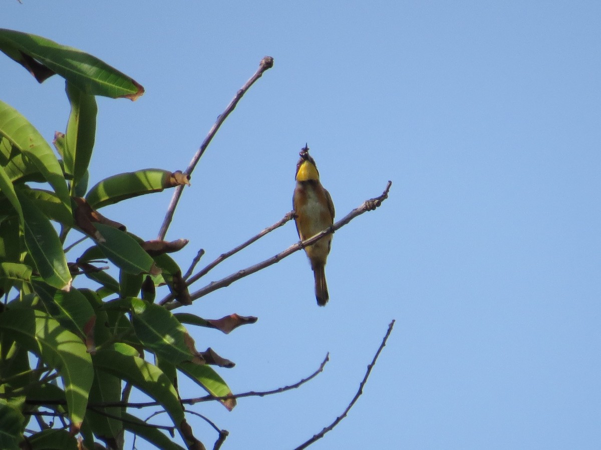 Little Bee-eater - ML344822951