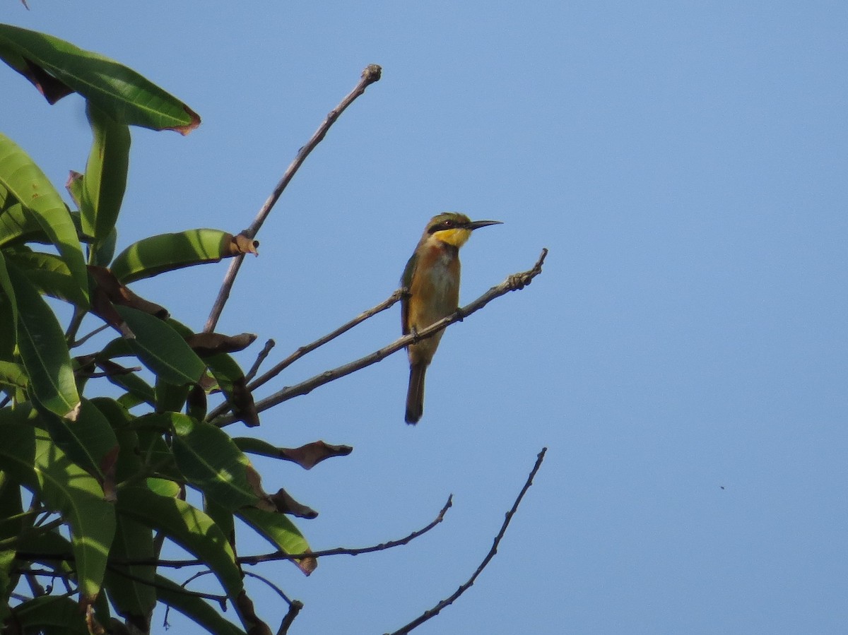Little Bee-eater - ML344822961