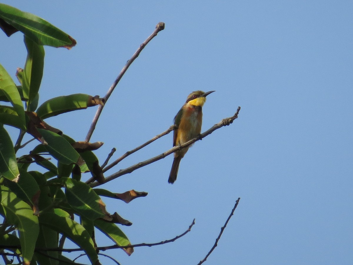 Little Bee-eater - ML344823041