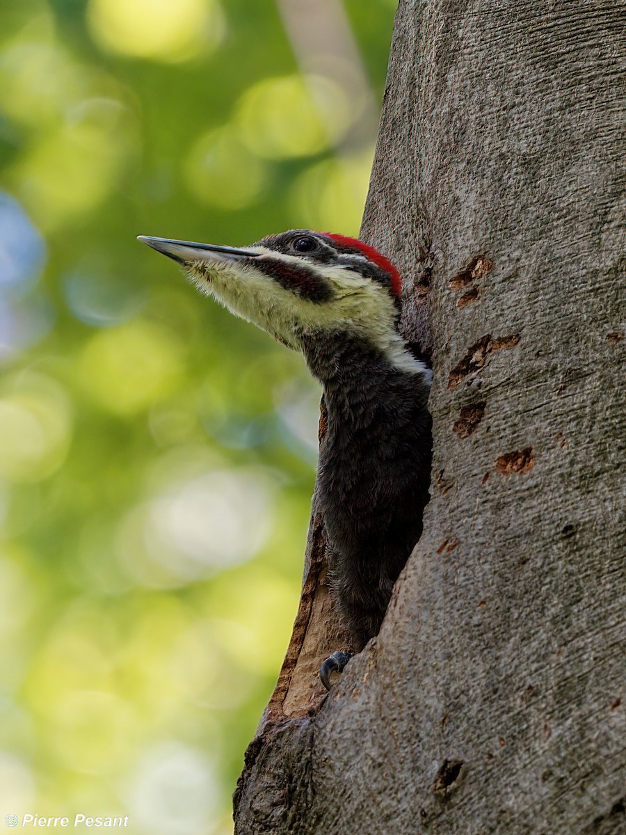 Pileated Woodpecker - ML344825931