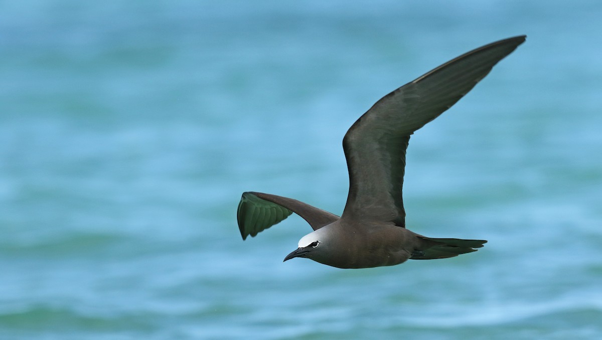 Brown Noddy - Anonymous