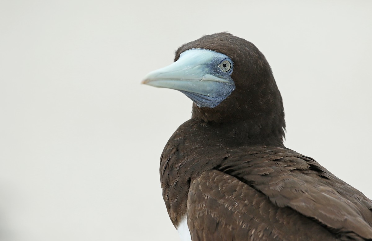 Brown Booby - ML34482851