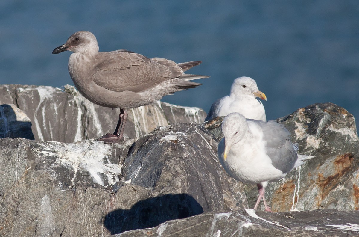 ML34482991 Herring x Glaucous-winged Gull (hybrid) Macaulay Library