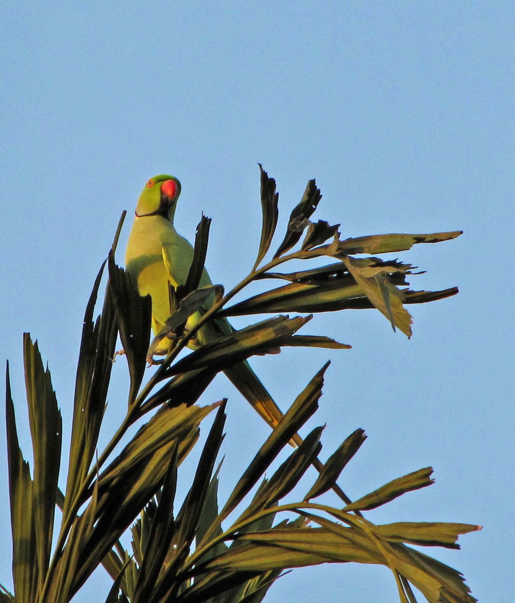 Rose-ringed Parakeet - Ramit Singal