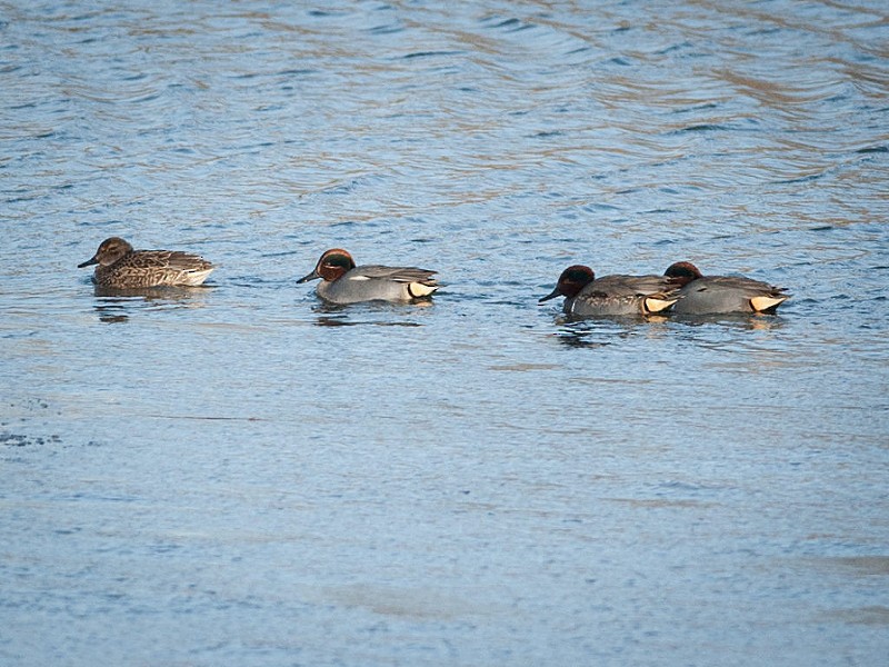 Green-winged Teal (Eurasian) - Shayna Marchese