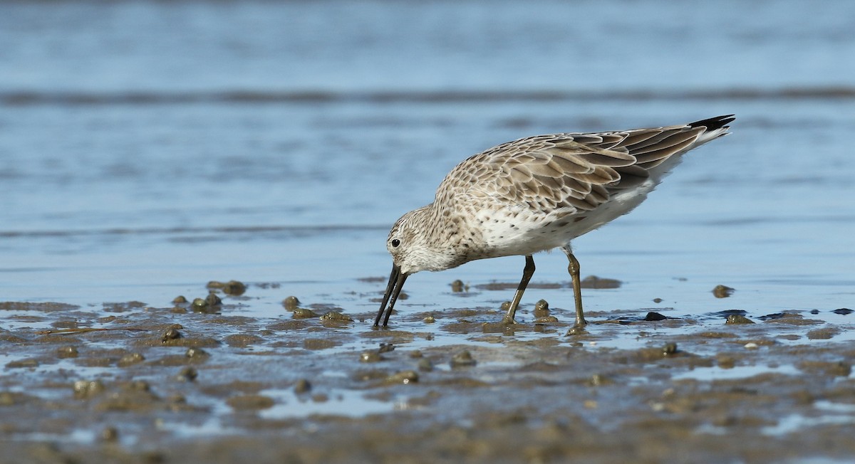 Great Knot - ML34484391