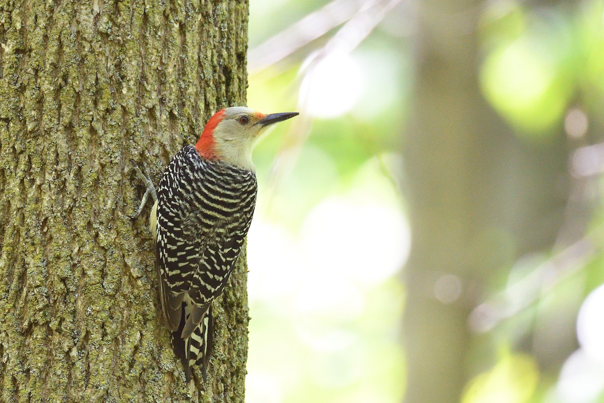 Red-bellied Woodpecker - terence zahner