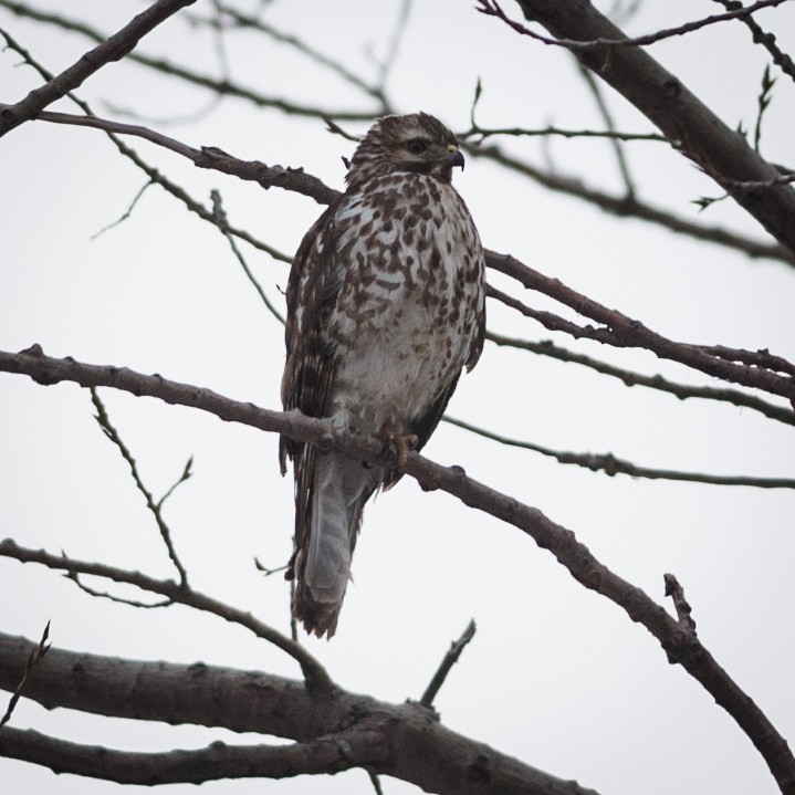 Red-shouldered Hawk - Shayna Marchese