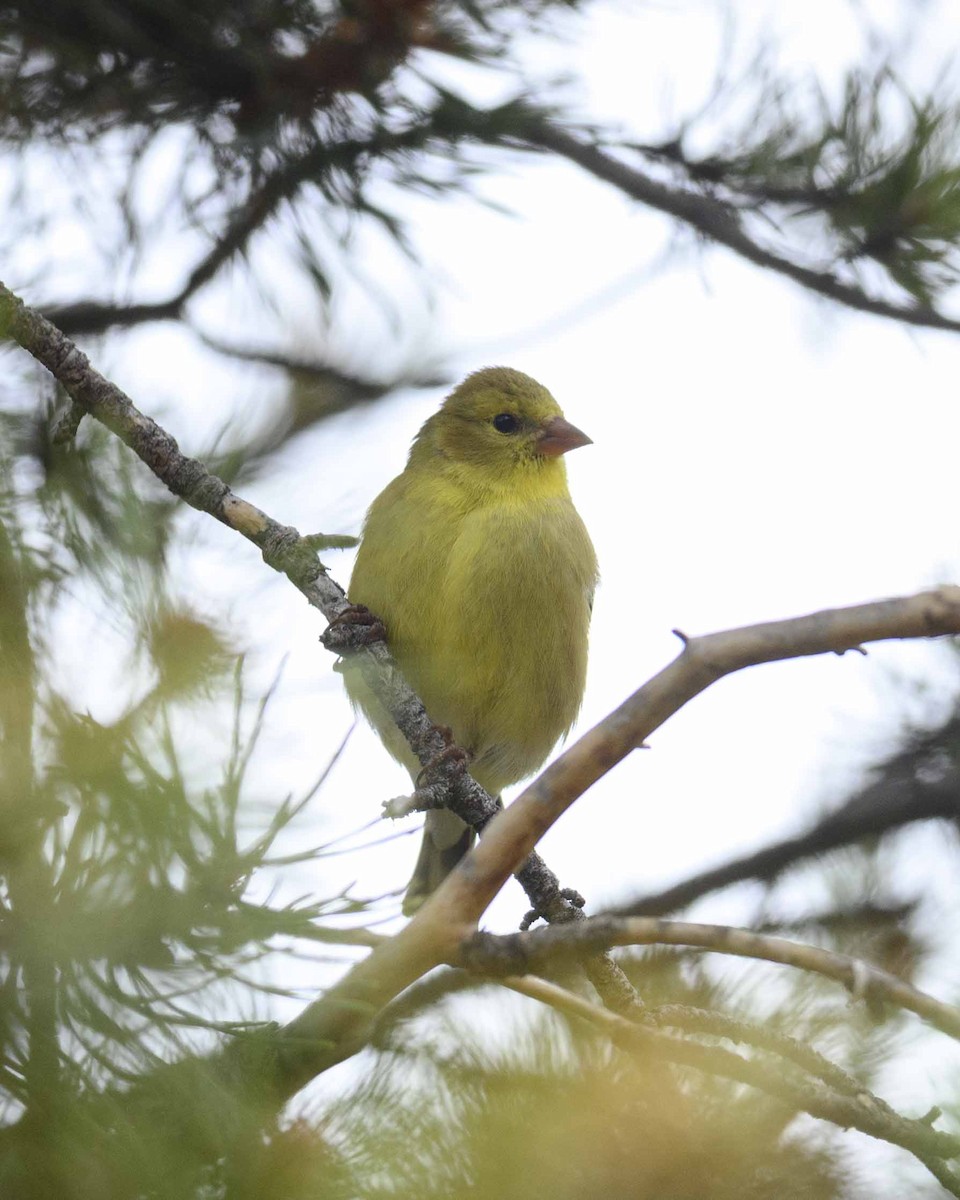 American Goldfinch - Cameron Carver