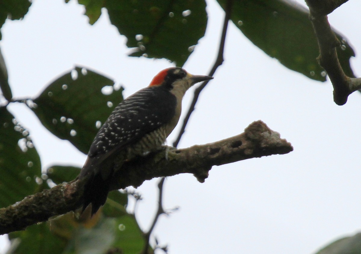 Black-cheeked Woodpecker - ML34485611