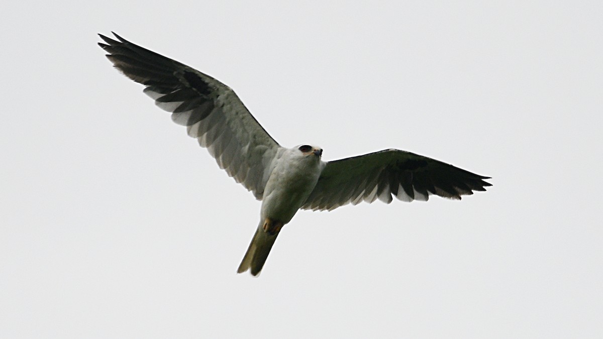 White-tailed Kite - ML344856751