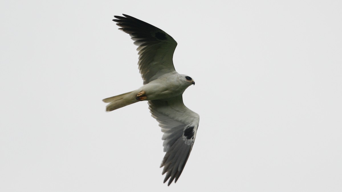 White-tailed Kite - ML344856831