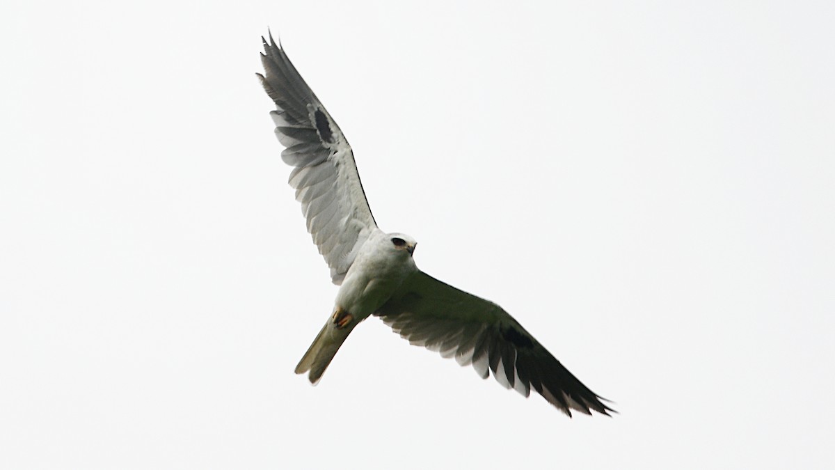 White-tailed Kite - ML344856921