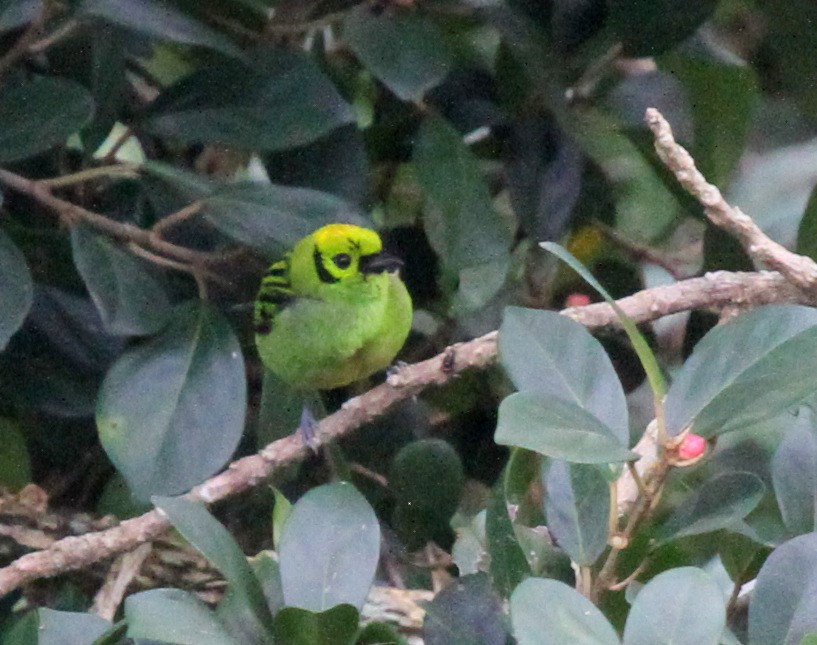 Emerald Tanager - ML34485791