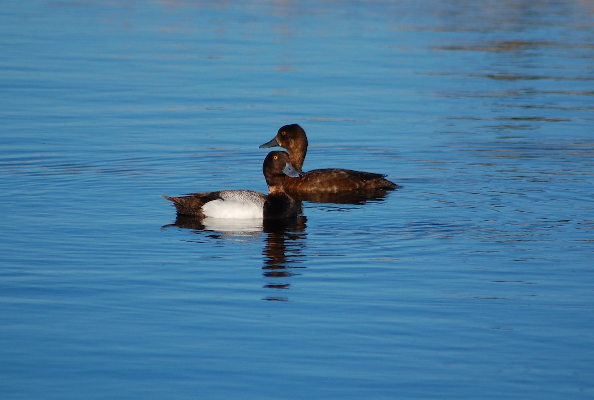 Greater Scaup - PC Smith
