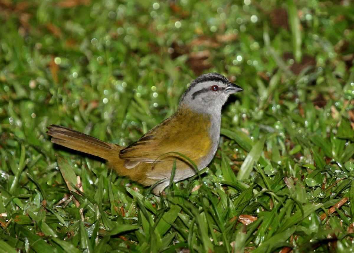 Black-striped Sparrow - ML34485901