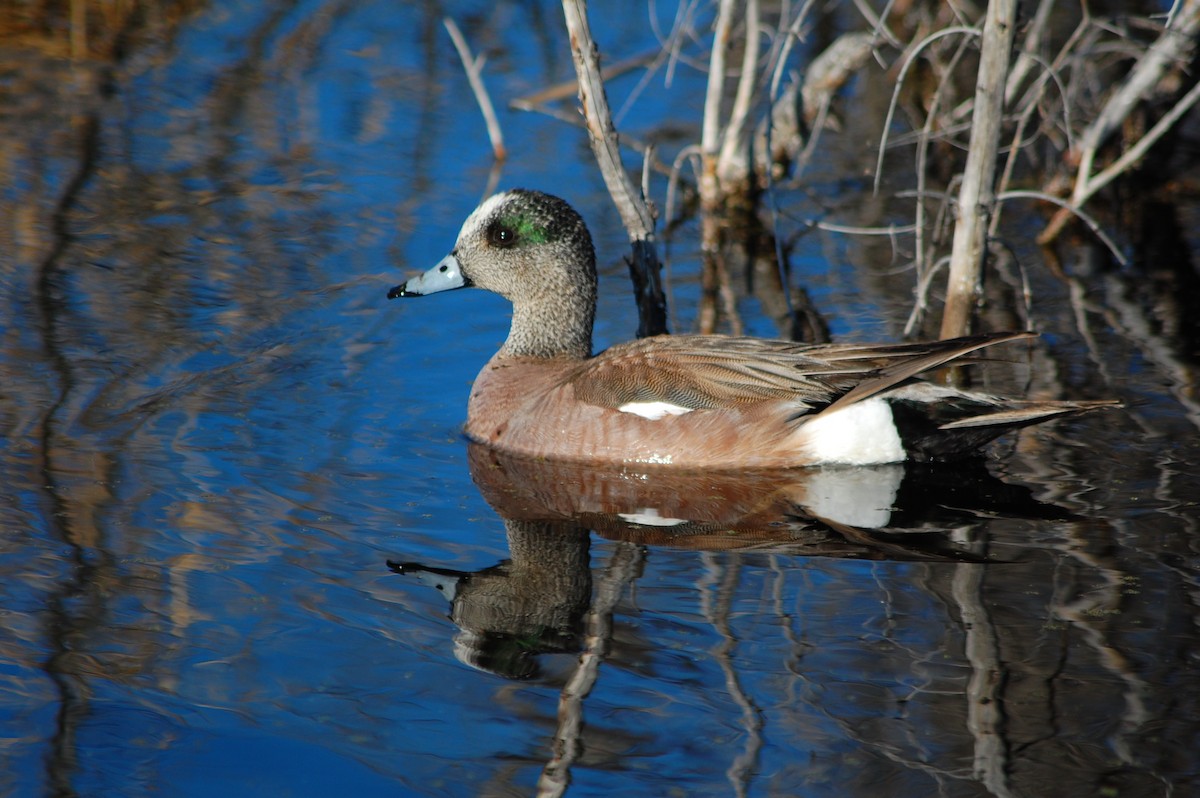 American Wigeon - PC Smith