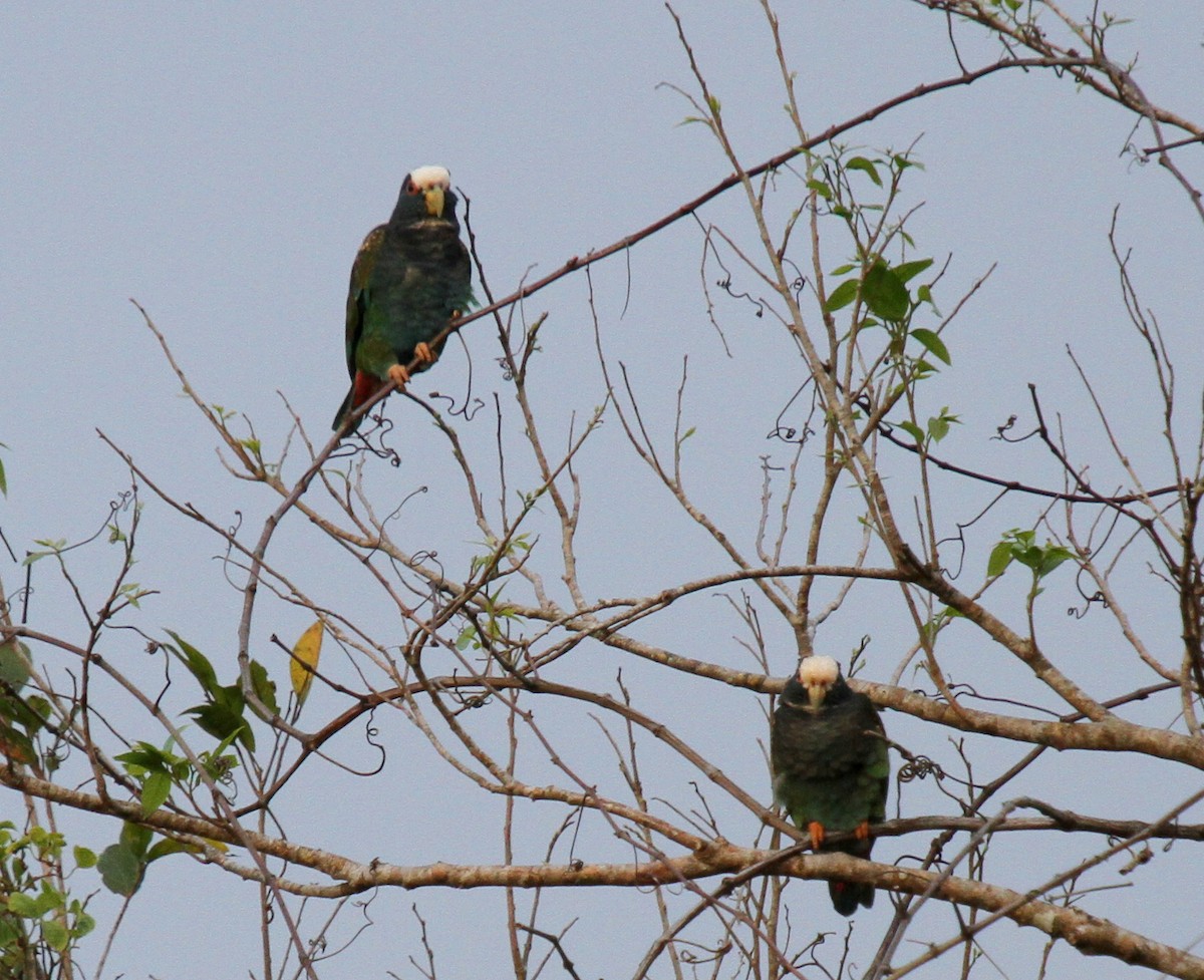 White-crowned Parrot - ML34486281