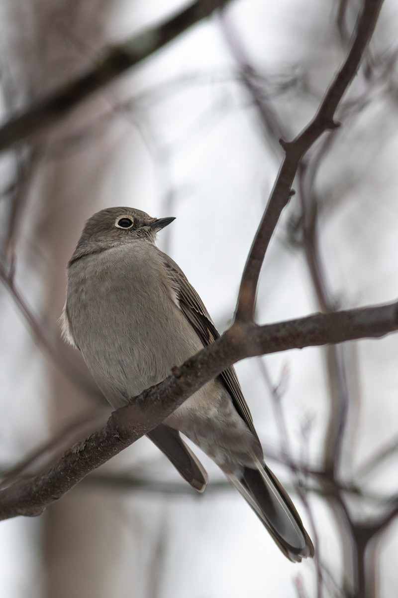 Townsend's Solitaire - Justin Saunders