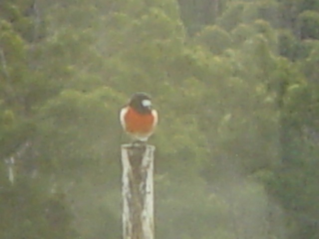 Scarlet Robin