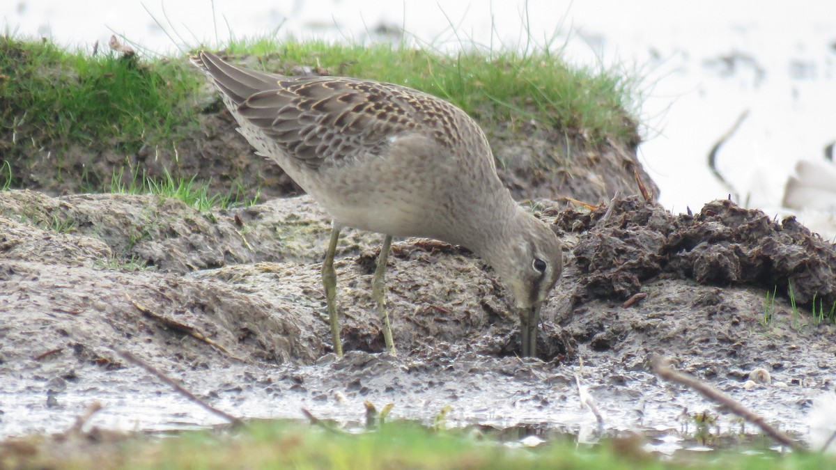 Long-billed Dowitcher - ML34487541