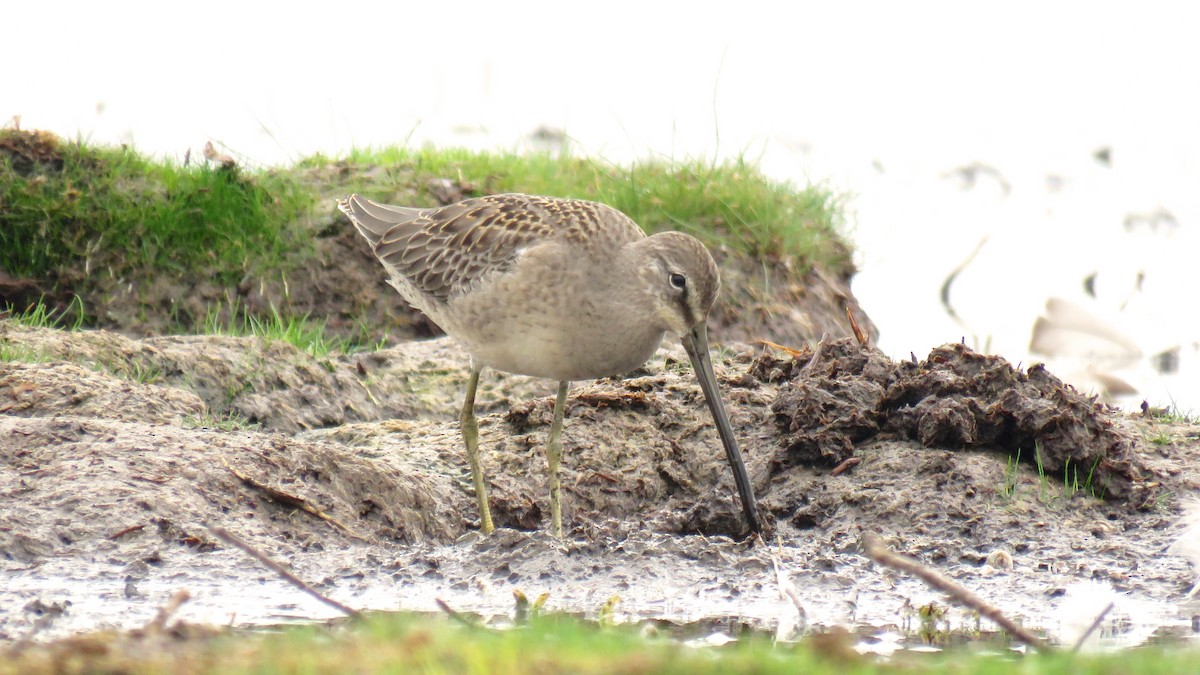 Long-billed Dowitcher - ML34487591