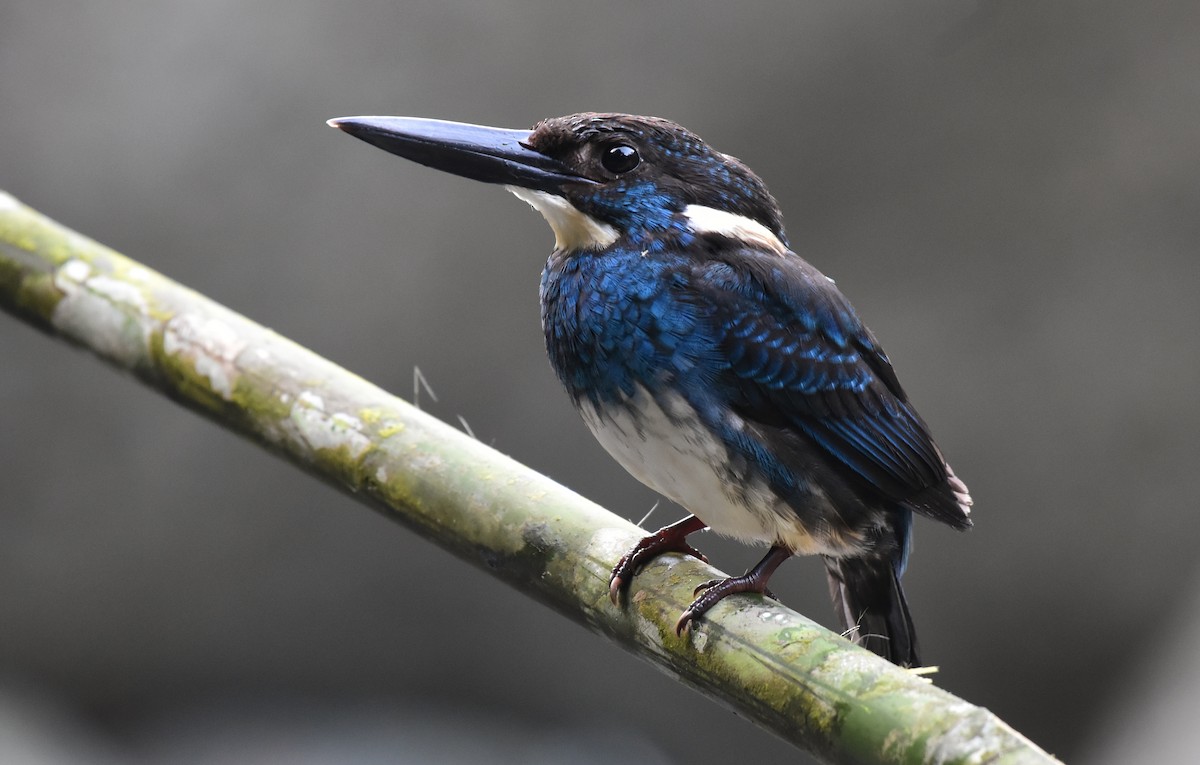 Javan Blue-banded Kingfisher - Leonardus Adi Saktyari