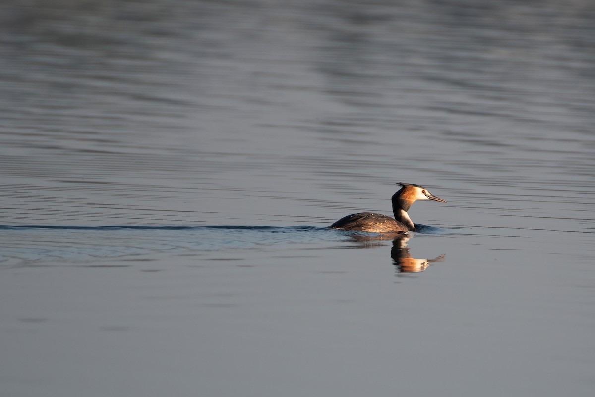 Great Crested Grebe - ML344887731