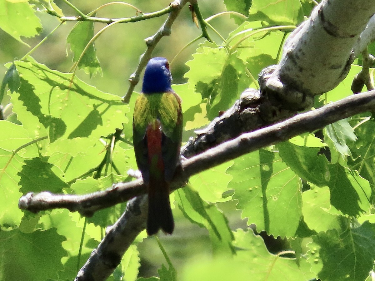 Painted Bunting - Vincent  Zollo