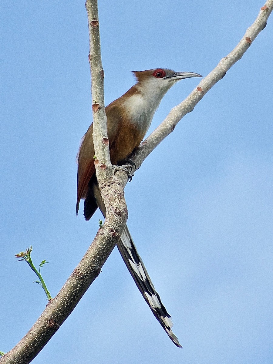 Great Lizard-Cuckoo (Cuban) - ML344888671