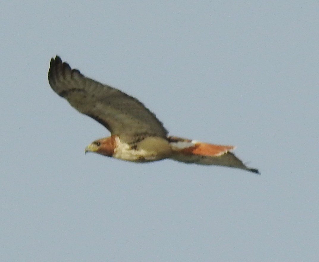 Red-tailed Hawk - ML344890591