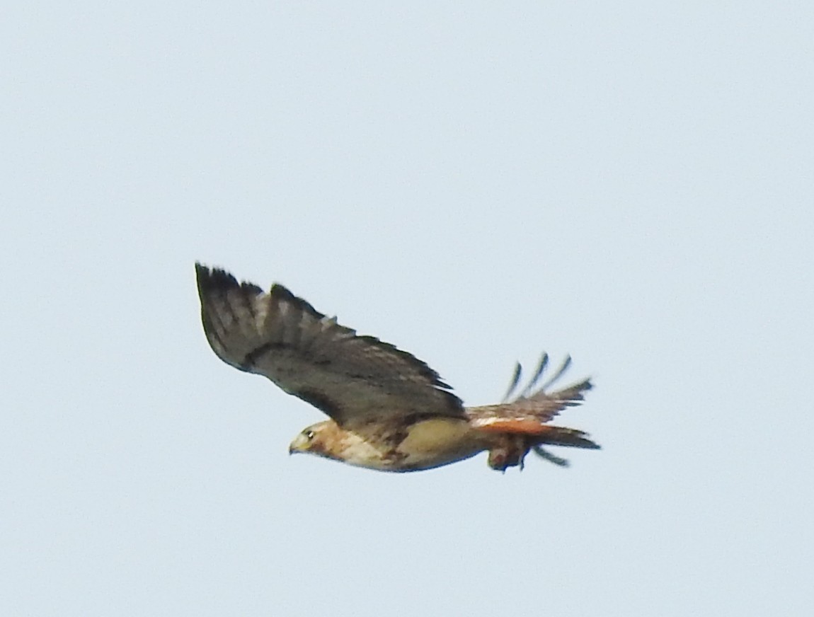 Red-tailed Hawk - ML344892241