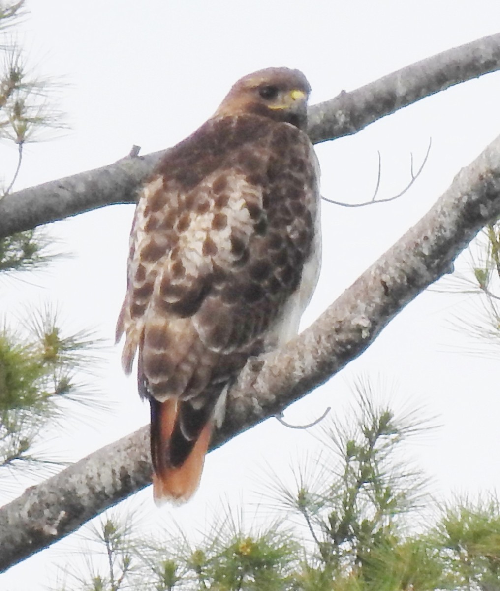 Red-tailed Hawk - ML344892901