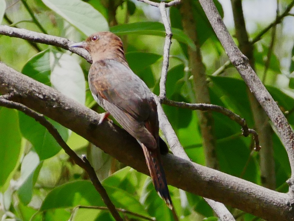 Gray-bellied Cuckoo - Neeraja V