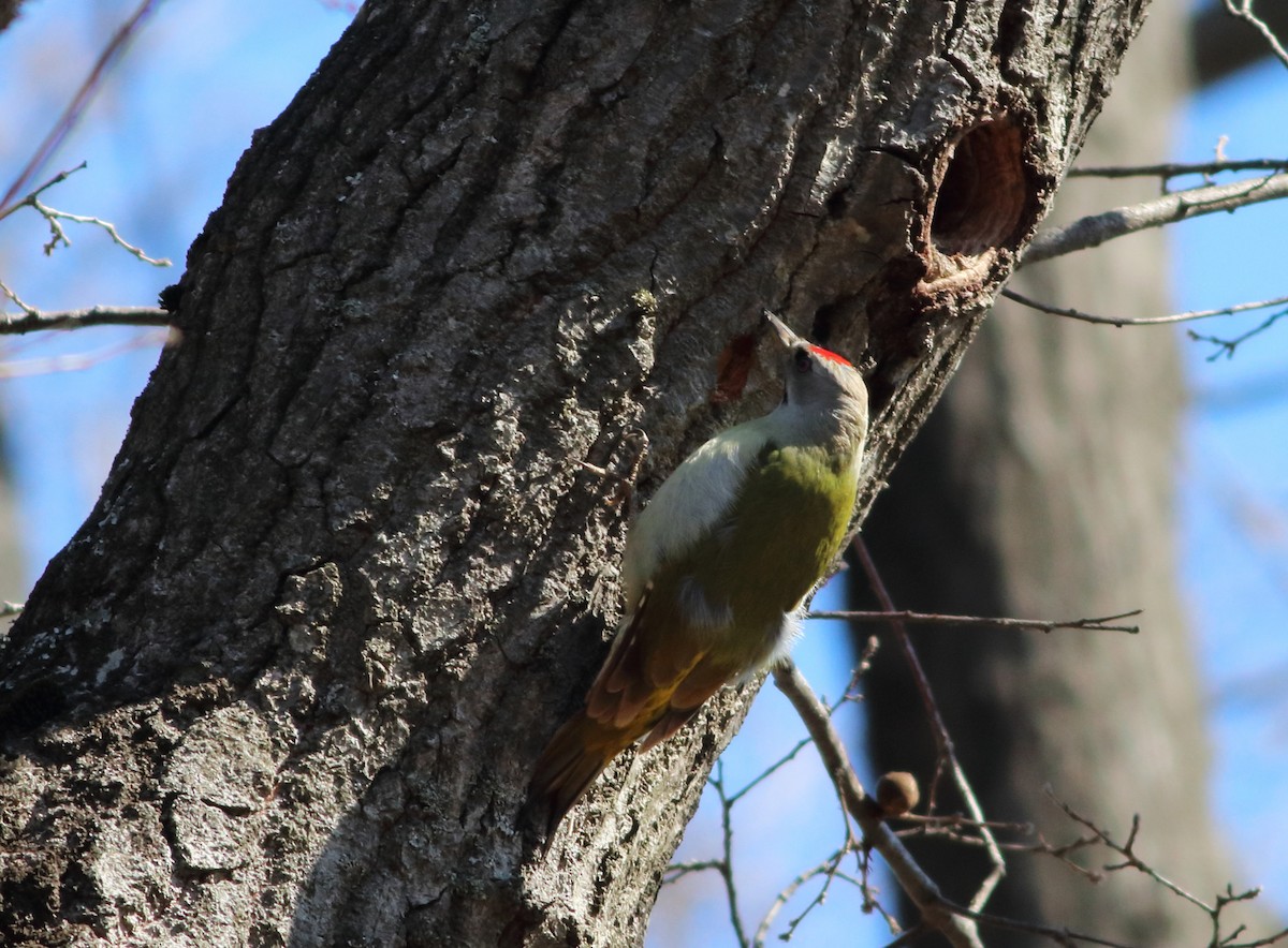 Gray-headed Woodpecker - ML344896961