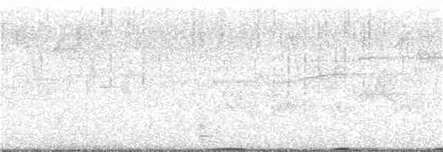Tétras fuligineux - ML344901591