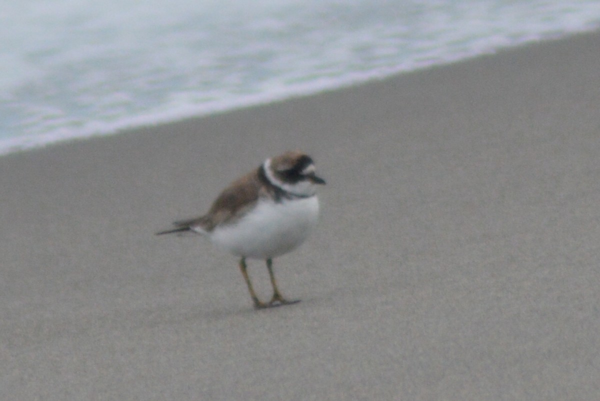 Semipalmated Plover - ML34490761