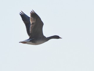 Greater White-fronted Goose, ML344909561