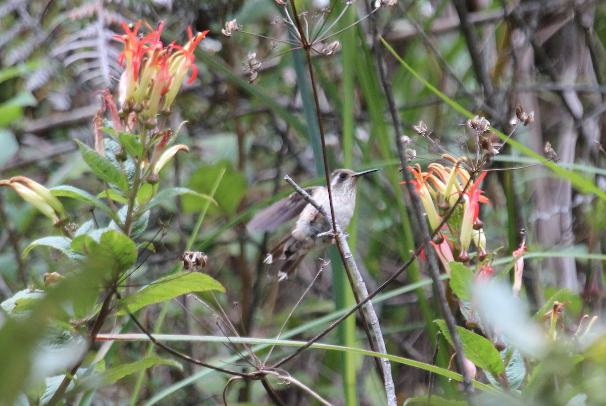 Speckled Hummingbird - Alexander Lees
