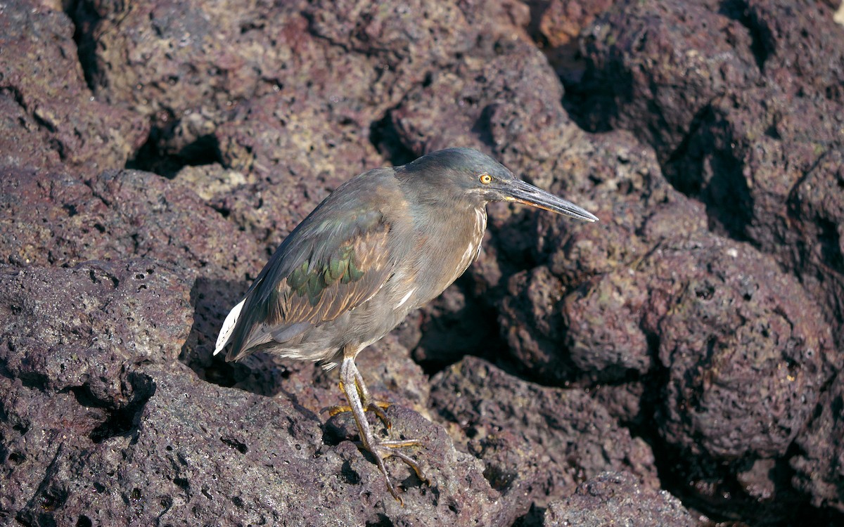 Striated Heron (Galapagos) - Paul Tavares
