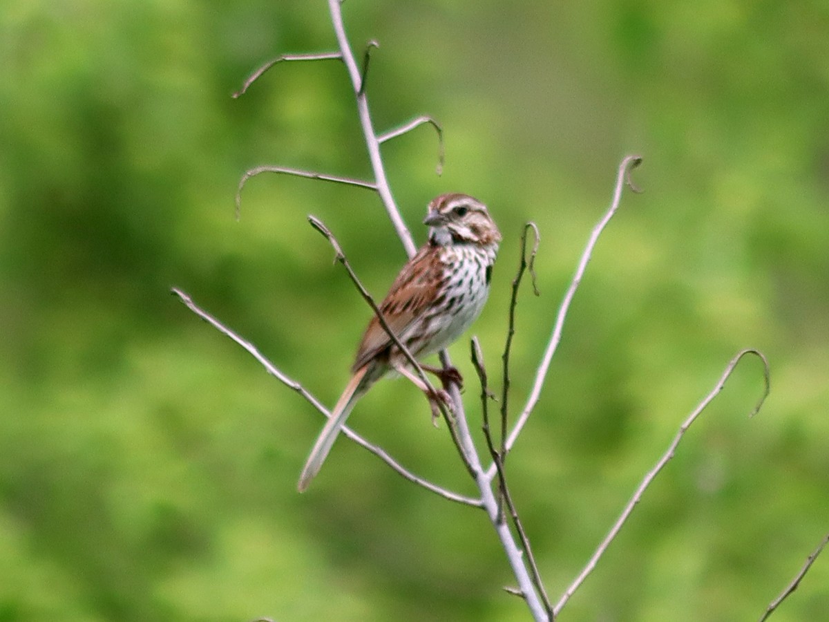 Song Sparrow - Sherry Plessner