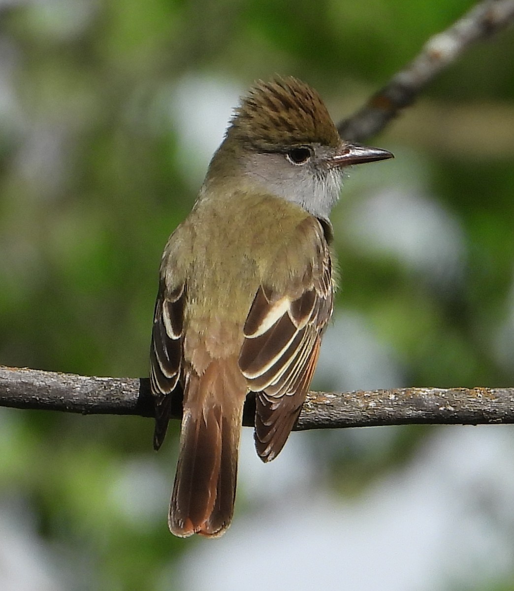 Great Crested Flycatcher - ML344916871