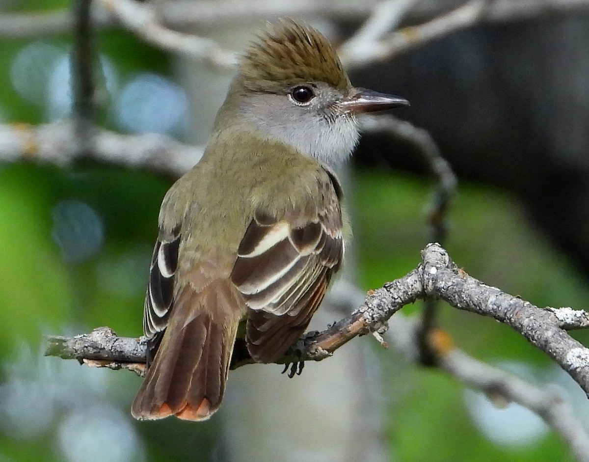 Great Crested Flycatcher - ML344916931