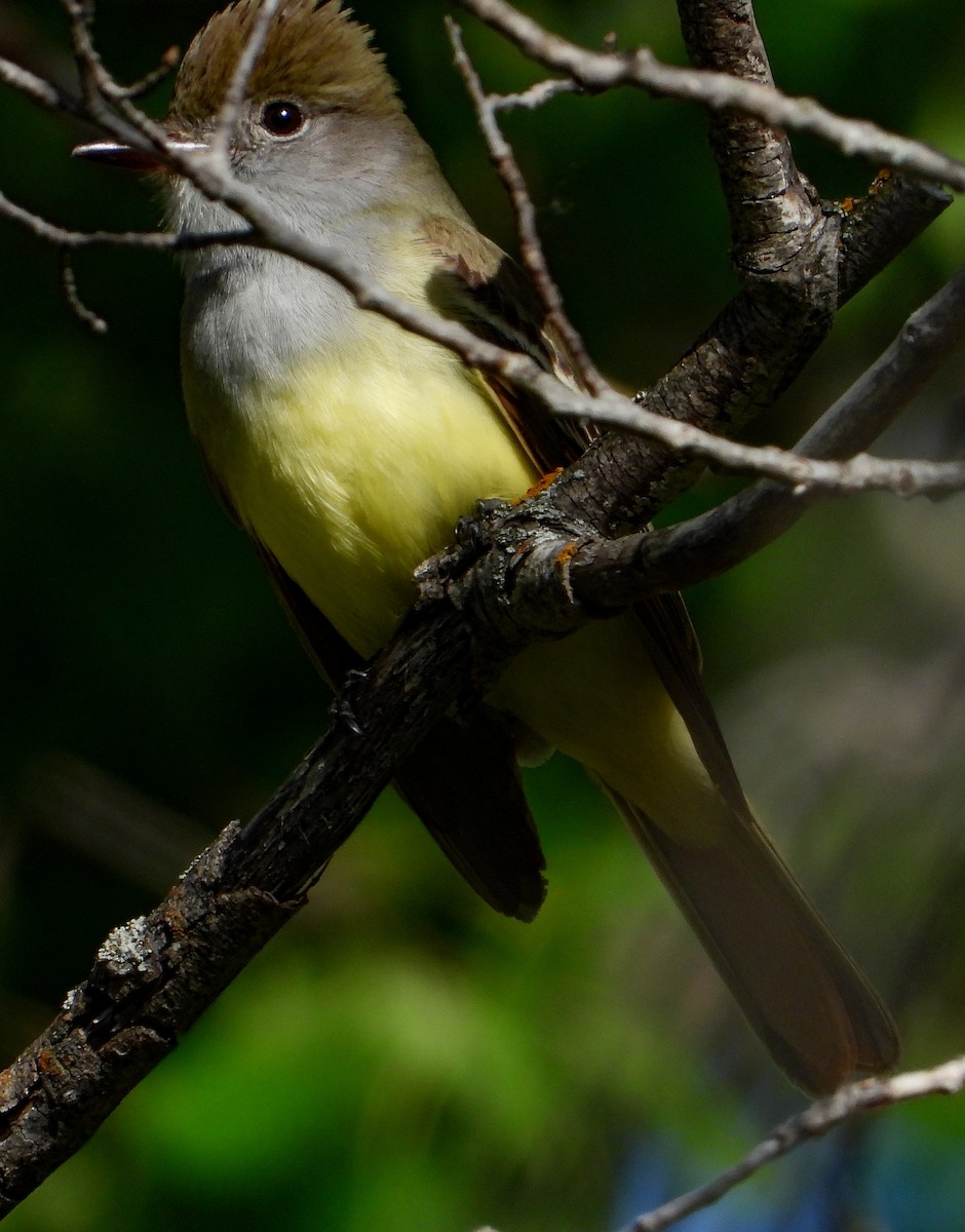 Great Crested Flycatcher - ML344917301